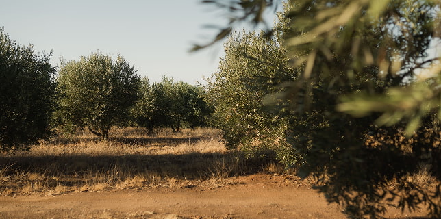 Paisaje de olivos tradicionales de Castellón