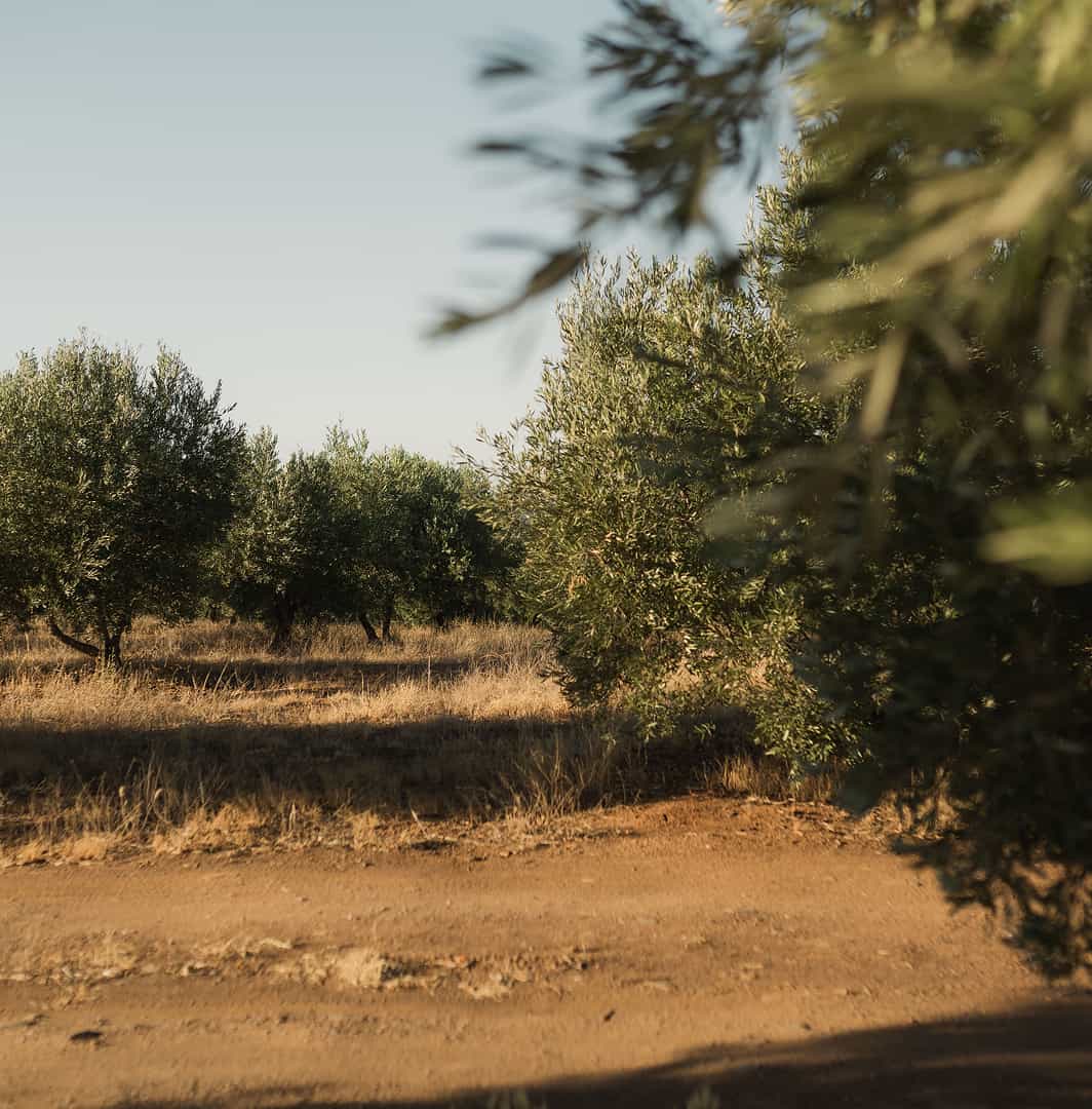 Paisaje de olivos tradicionales de Castellón
